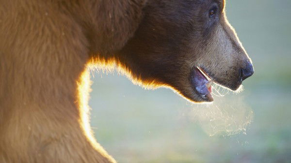 Елизавета Ситникова