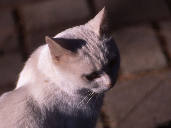 Екатерина М