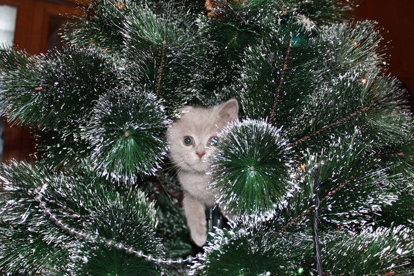 Евгений Долнаков