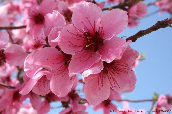 Александр Цаюков