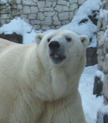 Михаил Мохнаткин