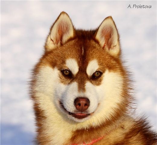 Андрей Наберт