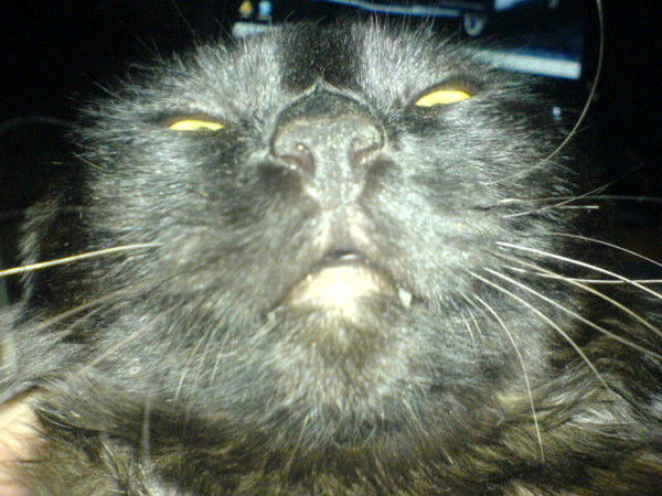 Александр Павлов