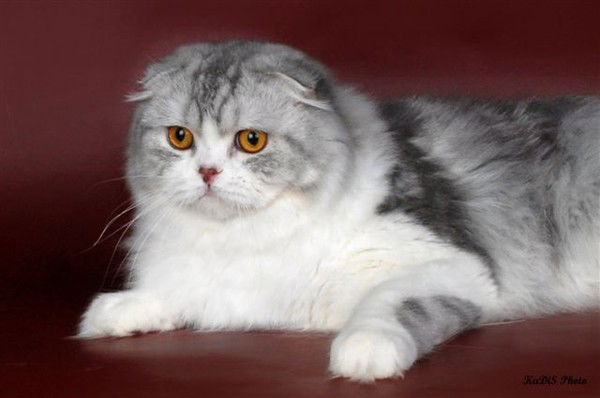 Елена Люткина