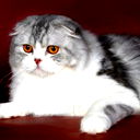 Елена Люткина