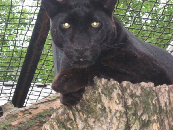 Дима Войцеховский