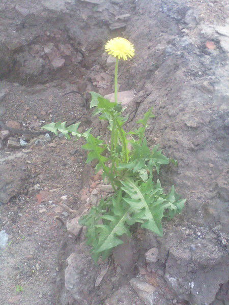 Евгений **********