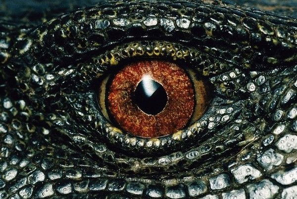 Валерия Каськович