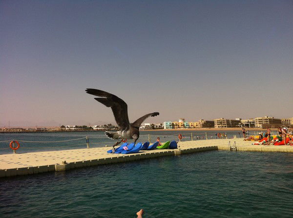 Елена Пищукевич