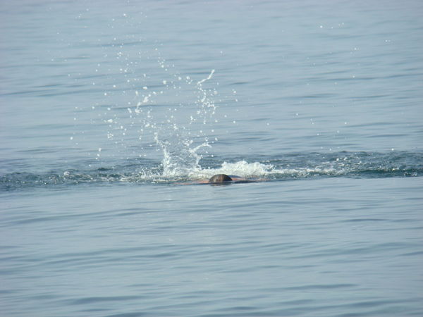 Игорь Китриш