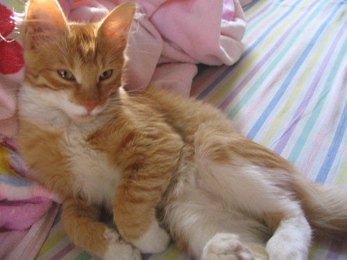 Аня Харитонова