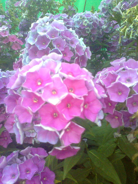 Ольг Помогаева