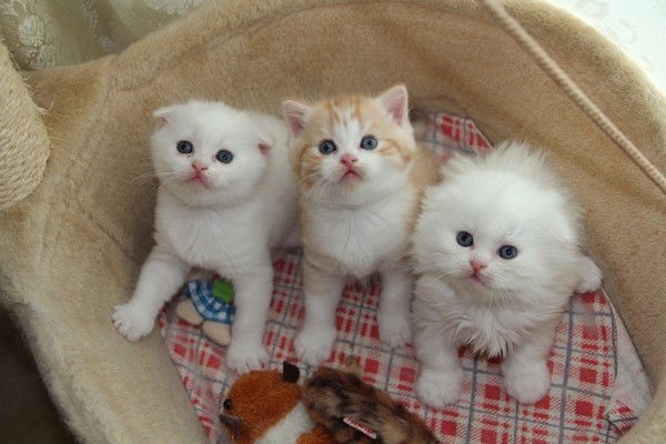 Елена Орлова(Калмыкова