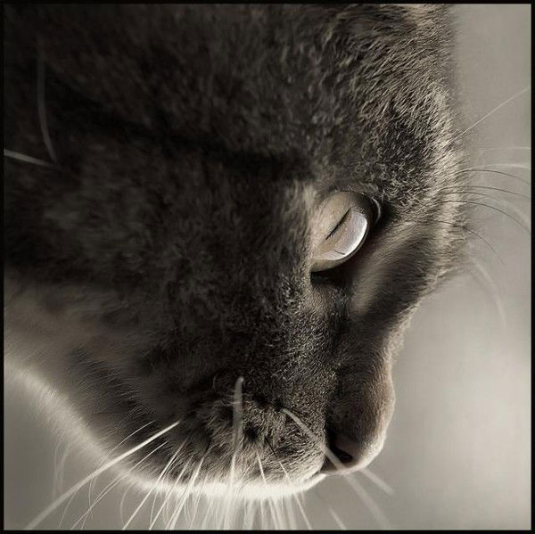 Вадим Коренев