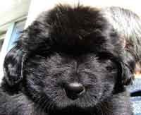 Ирина Терёшина