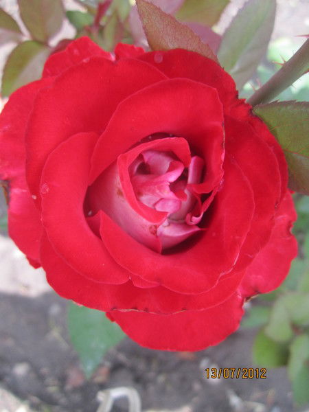 Маргариточка Яковенко (Федоряка)