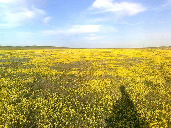 Айгуль Арыстанбекова