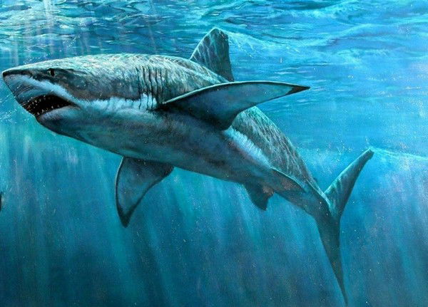 Владимир Дзюба