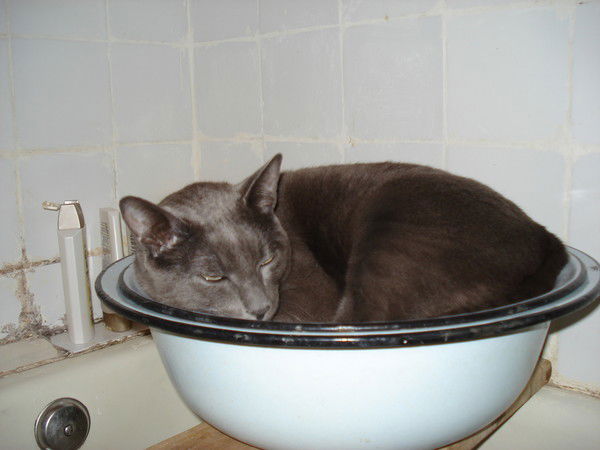 Елена Скорнякова