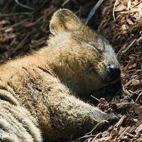 Артур Рысалиев