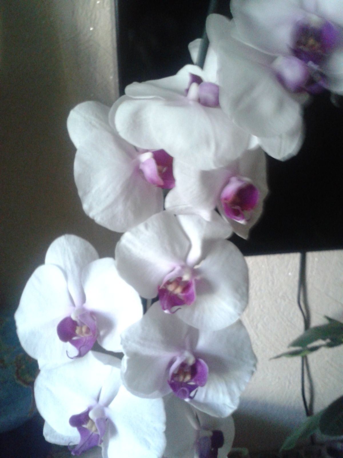 Эльвира Хабибуллина