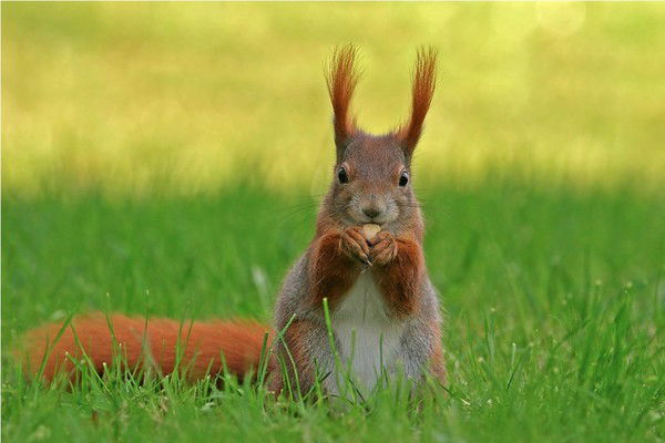 Елена Оголихина