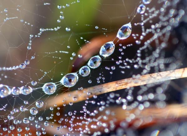 Елена Глотова