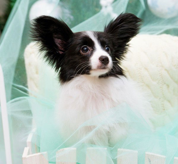 Татьяна Литвинова