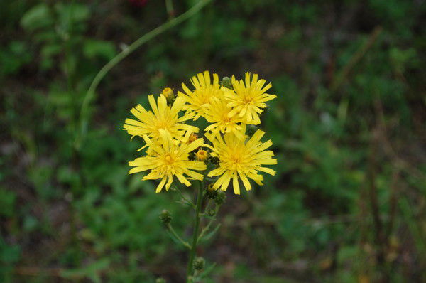 Надежда Федосеева