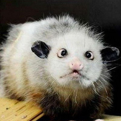 Ильмас Мифтахов