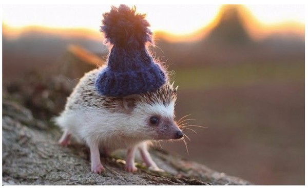 Алексей Карпов