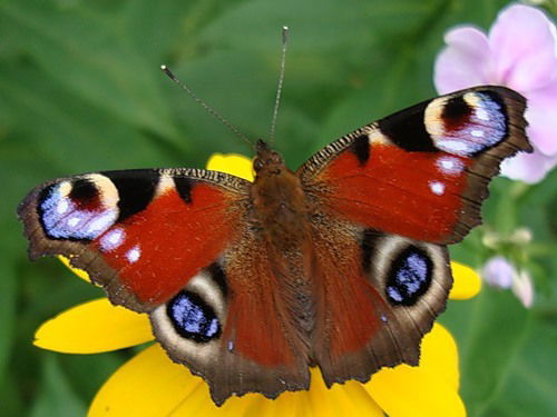 Жанна Конобеева