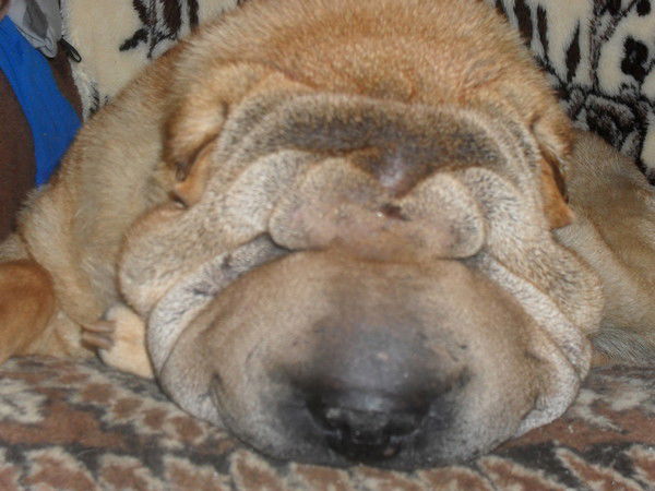 Вика Смирнова