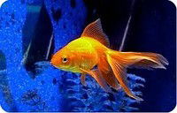 Семён Василич