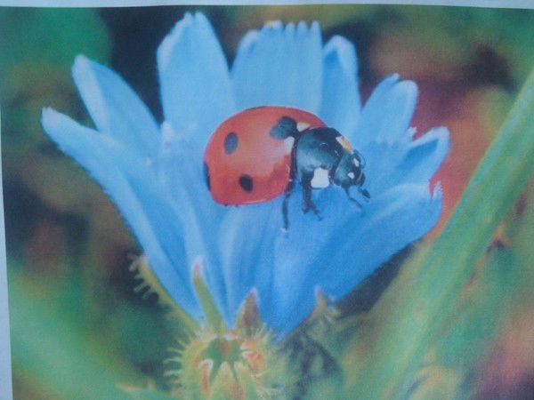 Ирина Фитисова