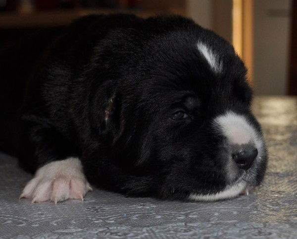 Татьяна Лебедева