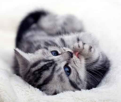 Екатерина Сухарева