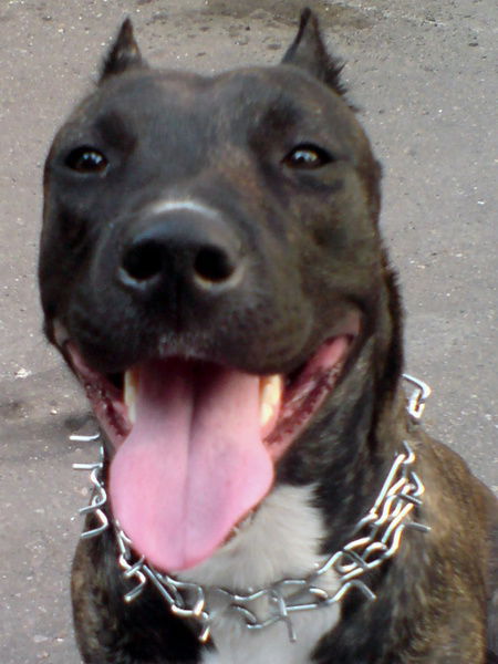 Светлана Фильченко