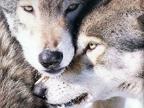 Елена Хаммер