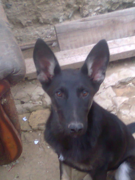 Жалгас Даулетов