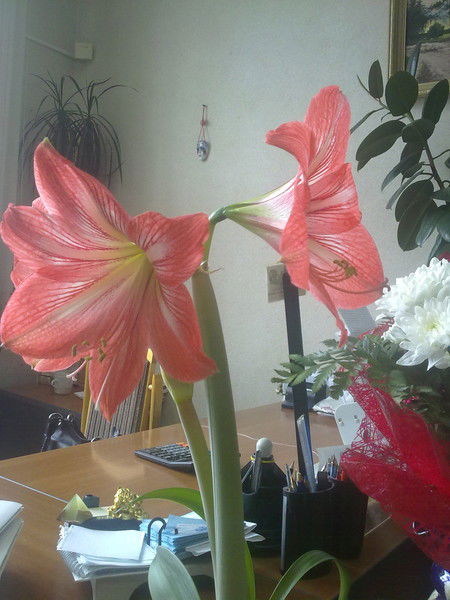 Марина Егорова