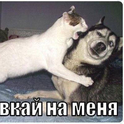 Даша Гербут