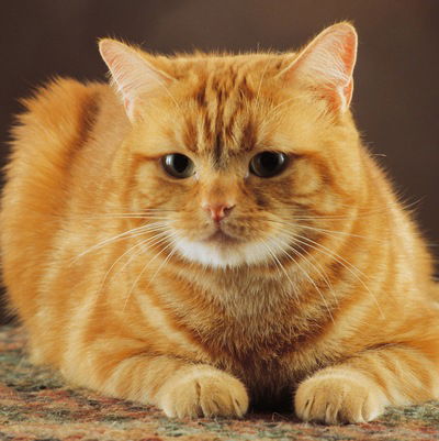 Людмила Бернгардт