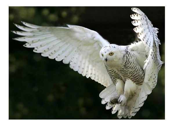 Мадамин Рейимбаев