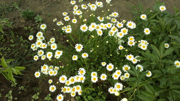 Ольга Электро-Запад