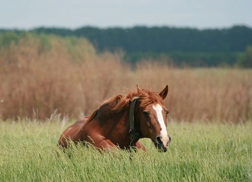 Илья Горбунов