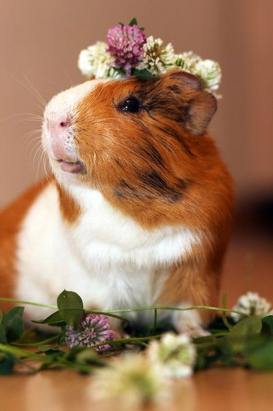 Натали Битва За Трон