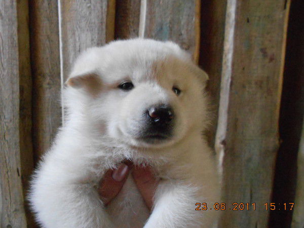 Виктор Чибисов