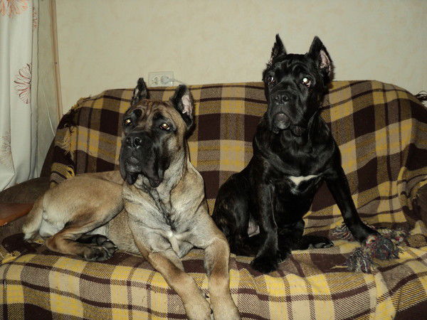 Иван Чиханов