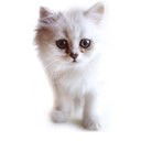 Марта Драманчук (Мустяца)